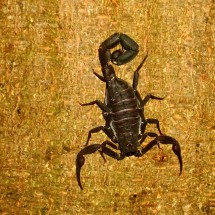 More than 6 cm long scorpion